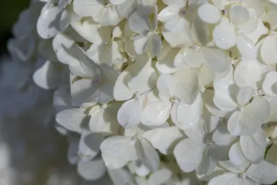 Hydrangea paniculata (Pluimhortensia) - afbeelding 29