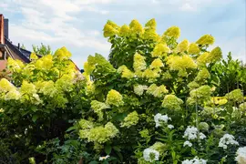 Hydrangea paniculata (Pluimhortensia) - afbeelding 32
