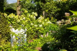 Hydrangea paniculata (Pluimhortensia) - afbeelding 34