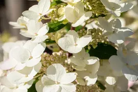 Hydrangea paniculata (Pluimhortensia) - afbeelding 37