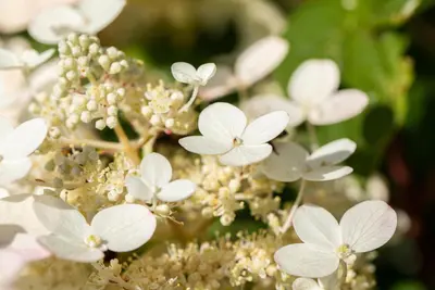 Hydrangea paniculata (Pluimhortensia) - afbeelding 38