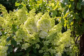 Hydrangea paniculata (Pluimhortensia) - afbeelding 42