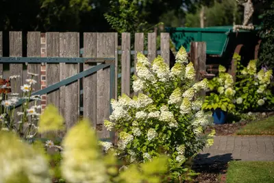 Hydrangea paniculata (Pluimhortensia) - afbeelding 45
