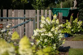 Hydrangea paniculata (Pluimhortensia) - afbeelding 45