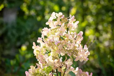 Hydrangea paniculata (Pluimhortensia) - afbeelding 47