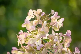 Hydrangea paniculata (Pluimhortensia) - afbeelding 48