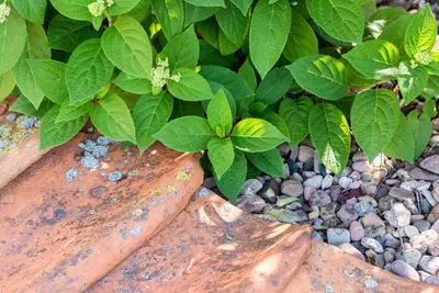 Hydrangea paniculata (Pluimhortensia) - afbeelding 54