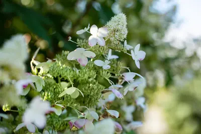Hydrangea paniculata (Pluimhortensia) - afbeelding 55