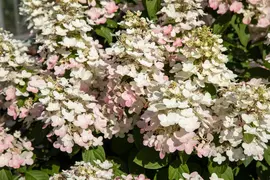 Hydrangea paniculata (Pluimhortensia) - afbeelding 56