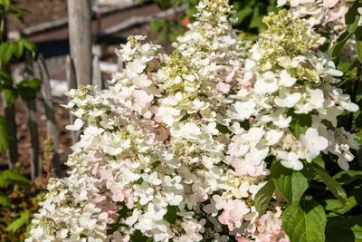 Hydrangea paniculata (Pluimhortensia) - afbeelding 57