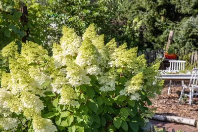 Hydrangea paniculata (Pluimhortensia) - afbeelding 60