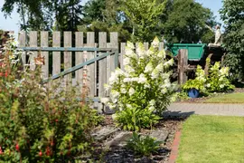 Hydrangea paniculata (Pluimhortensia) - afbeelding 62