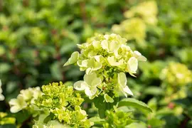 Hydrangea paniculata (Pluimhortensia) - afbeelding 64