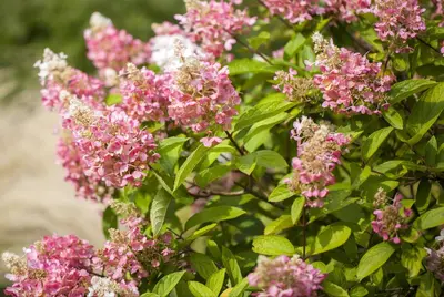Hydrangea paniculata (Pluimhortensia) - afbeelding 17