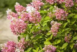 Hydrangea paniculata (Pluimhortensia) - afbeelding 17