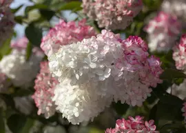 Hydrangea paniculata (Pluimhortensia) - afbeelding 23
