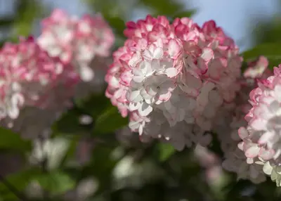Hydrangea paniculata (Pluimhortensia) - afbeelding 24