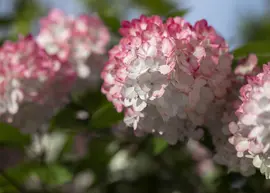 Hydrangea paniculata (Pluimhortensia) - afbeelding 24