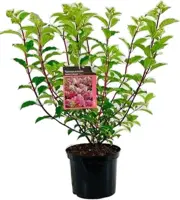 Hydrangea paniculata 'Vanille-Frais' (Pluimhortensia) 60cm - afbeelding 1