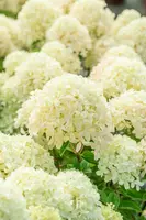 Hydrangea paniculata 'Whitelight'® (Pluimhortensia 'Whitelight'®) - afbeelding 2