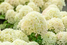 Hydrangea paniculata 'Whitelight'® (Pluimhortensia 'Whitelight'®) - afbeelding 1