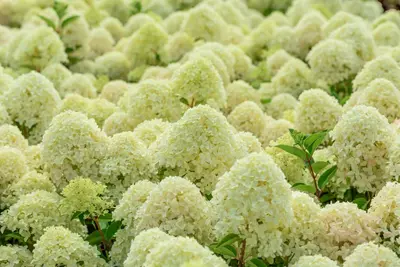 Hydrangea paniculata 'Whitelight'® (Pluimhortensia 'Whitelight'®) - afbeelding 3