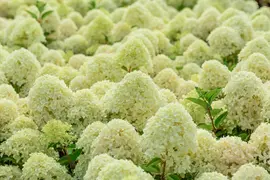 Hydrangea paniculata 'Whitelight'® (Pluimhortensia 'Whitelight'®) - afbeelding 3