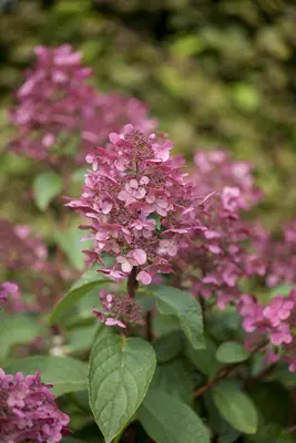 Hydrangea paniculata 'Wim´s Red'(s) (Pluimhortensia 'Wim´s Red') - afbeelding 1