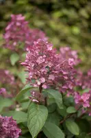 Hydrangea paniculata 'Wim´s Red'(s) (Pluimhortensia 'Wim´s Red') - afbeelding 1