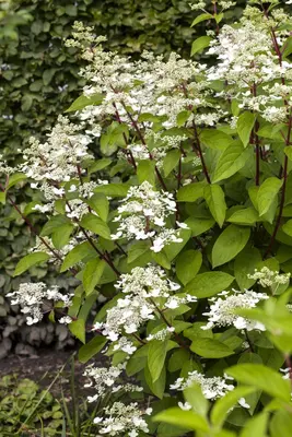 Hydrangea paniculata 'Wim´s Red'(s) (Pluimhortensia 'Wim´s Red') - afbeelding 3