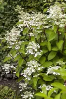 Hydrangea paniculata 'Wim´s Red'(s) (Pluimhortensia 'Wim´s Red') - afbeelding 3