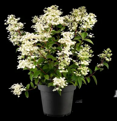 Hydrangea paniculata 'Wim´s Red'(s) (Pluimhortensia 'Wim´s Red') - afbeelding 5