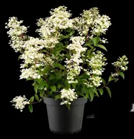 Hydrangea paniculata 'Wim´s Red'(s) (Pluimhortensia 'Wim´s Red') - afbeelding 5