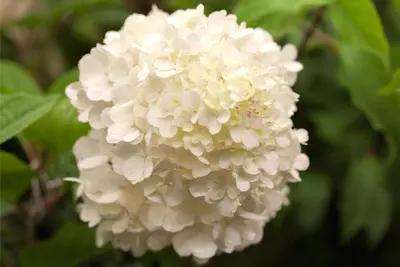 Hydrangea paniculata 'Wim´s Red'(s) (Pluimhortensia 'Wim´s Red') - afbeelding 2
