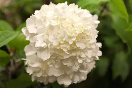 Hydrangea paniculata 'Wim´s Red'(s) (Pluimhortensia 'Wim´s Red') - afbeelding 2