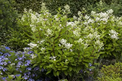 Hydrangea paniculata 'Wim´s Red'(s) (Pluimhortensia 'Wim´s Red') - afbeelding 4