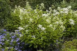 Hydrangea paniculata 'Wim´s Red'(s) (Pluimhortensia 'Wim´s Red') - afbeelding 4