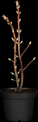 Hydrangea petiolaris (Hortensia) - afbeelding 7