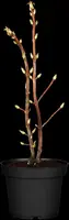 Hydrangea petiolaris (Hortensia) - afbeelding 7
