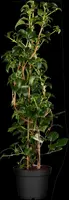 Hydrangea petiolaris (Hortensia) - afbeelding 4