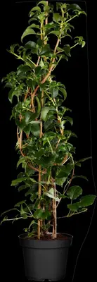 Hydrangea petiolaris (Hortensia) - afbeelding 4