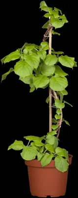 Hydrangea petiolaris (Hortensia) - afbeelding 8
