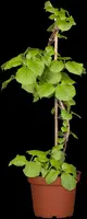 Hydrangea petiolaris (Hortensia) - afbeelding 8