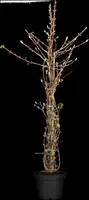 Hydrangea petiolaris (Hortensia) - afbeelding 9