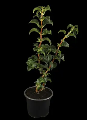 Hydrangea petiolaris (Hortensia) - afbeelding 1