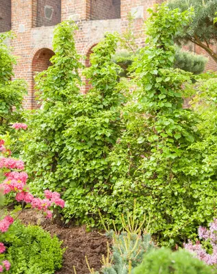 Hydrangea petiolaris (Hortensia) - afbeelding 5