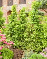 Hydrangea petiolaris (Hortensia) - afbeelding 5