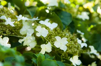 Hydrangea petiolaris (Hortensia) - afbeelding 2