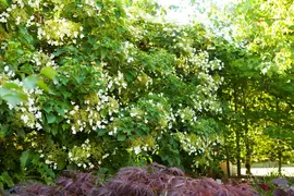 Hydrangea petiolaris (Hortensia) - afbeelding 3