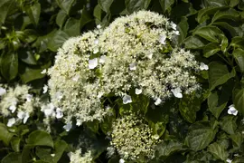 Hydrangea petiolaris (Hortensia) - afbeelding 15